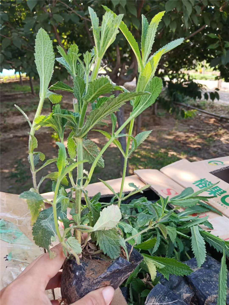 柳叶马鞭草小苗批发商 柳叶马鞭草基地 马鞭草小苗批发商