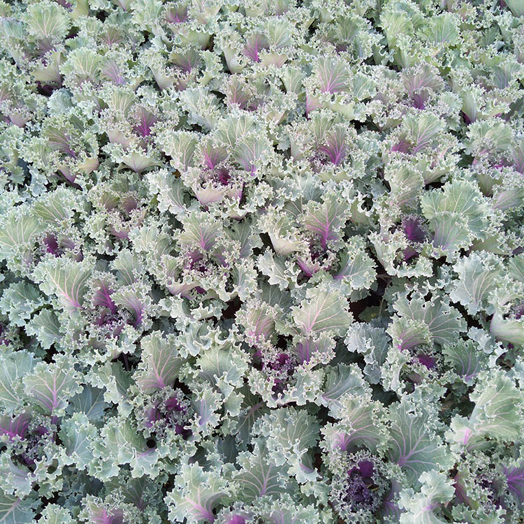 羽衣甘蓝基地 青州羽衣甘蓝培育 羽衣甘蓝行情