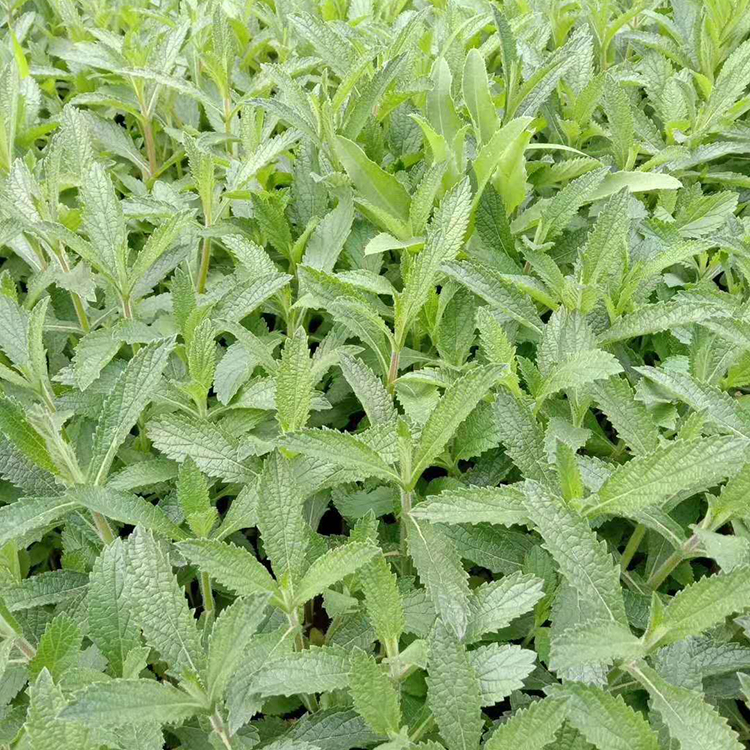 春琳马鞭草小苗培育 柳叶马鞭草批发商 安徽柳叶马鞭草批发商