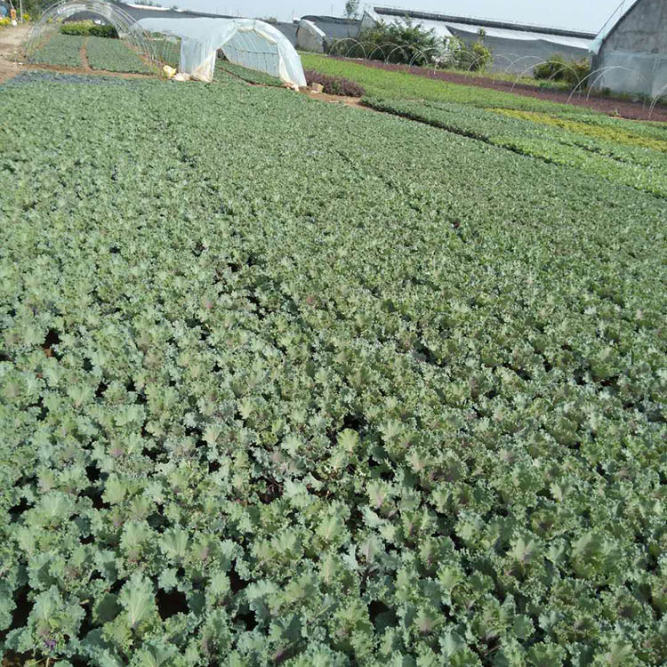 观叶羽衣甘蓝 江西羽衣甘蓝基地 羽衣甘蓝量大优惠