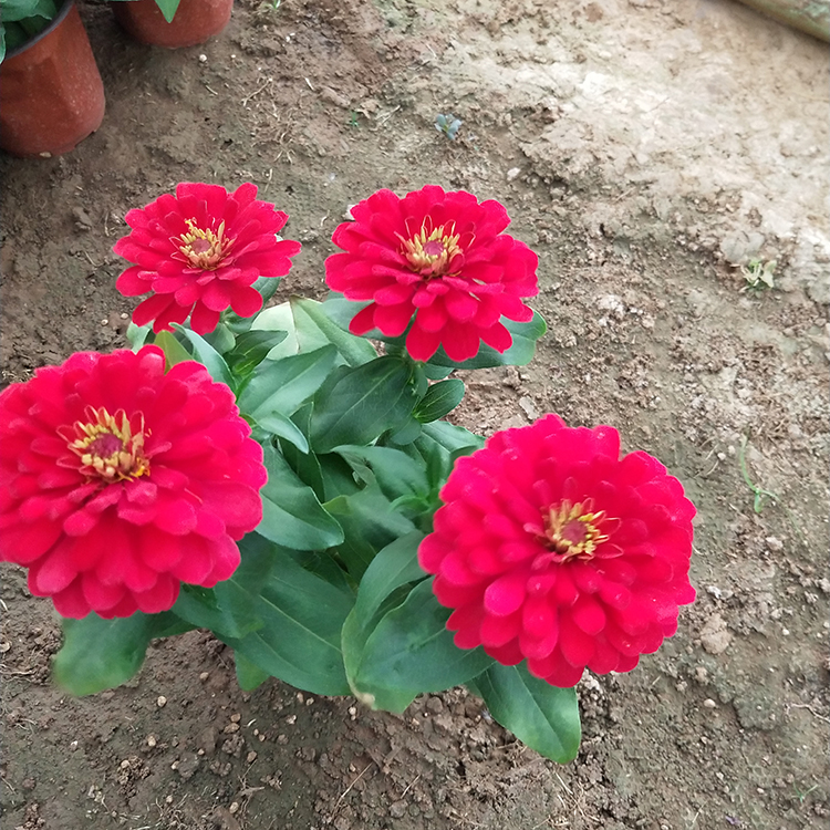 观花百日菊 百日菊 春琳培育批发百日草