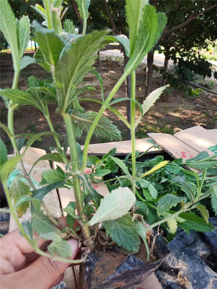 多年生柳叶马鞭草 马鞭草 马鞭草小苗批发商