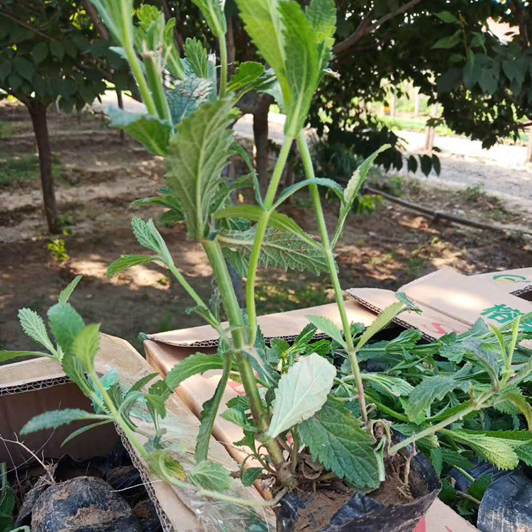 直销柳叶马鞭草 柳叶马鞭草 马鞭草花海苗