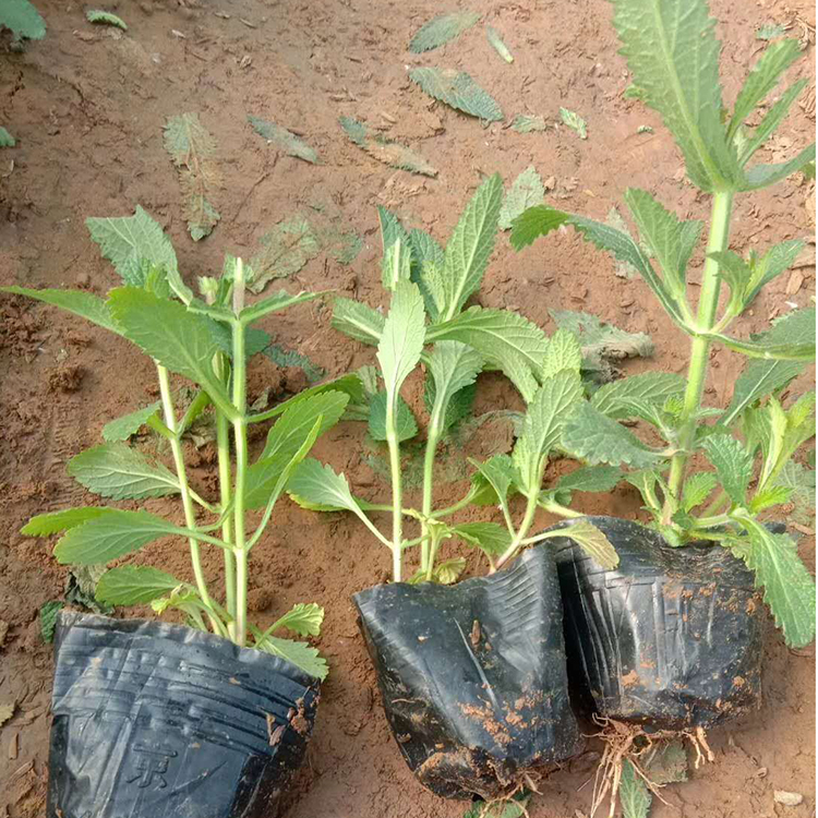 柳叶马鞭草种苗 柳叶马鞭草批发商 基地直销柳叶马鞭草