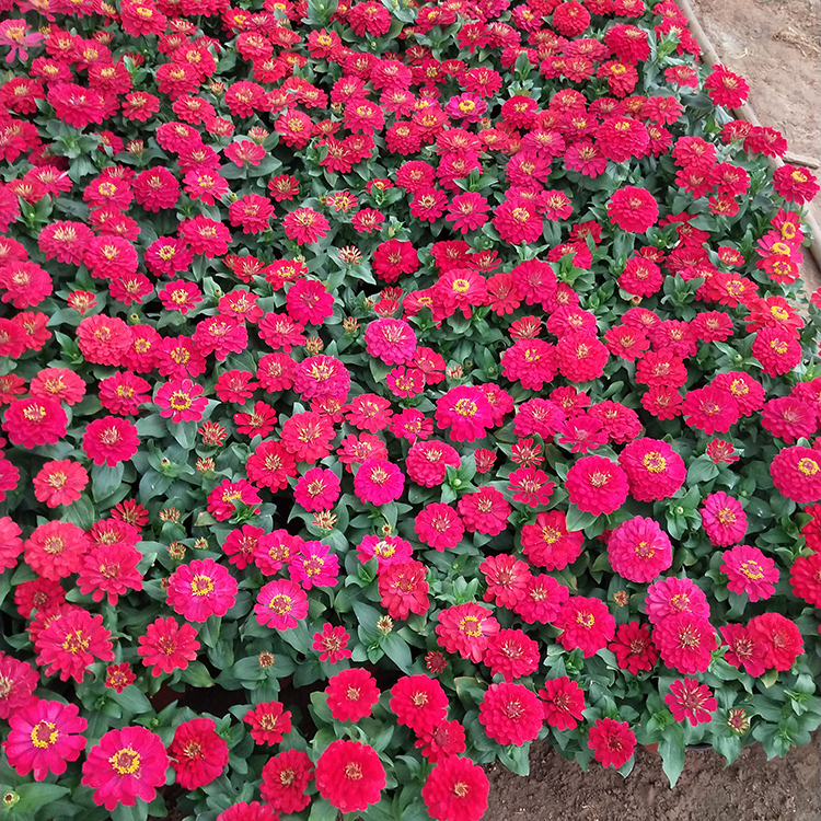 百日菊行情 百日草价格 百日草苗圃批发