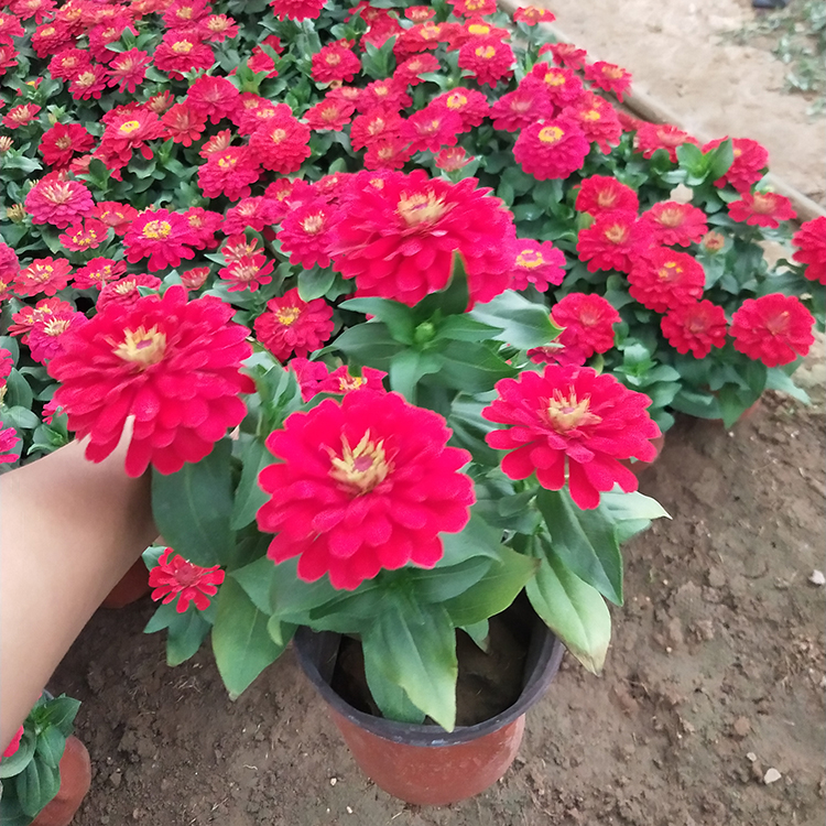 百日菊行情 百日草幼苗 大量种植培育百日菊