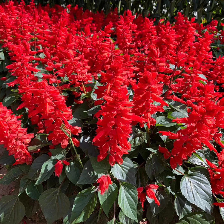 苗圃出售一串红 批发一串红行情 江苏一串红种植基地