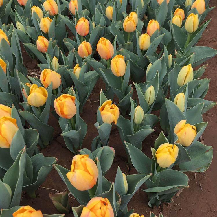 郁金香花苗种植基地 河北郁金香批发商 郁金香盆栽苗