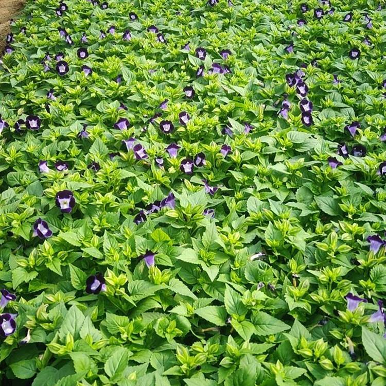 草花基地供应商 夏堇基地 夏瑾出售