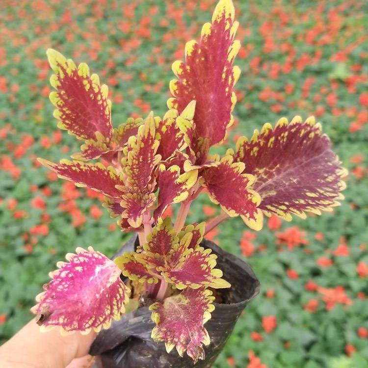 彩叶草供应商 彩叶草培育基地 彩叶草量大优惠