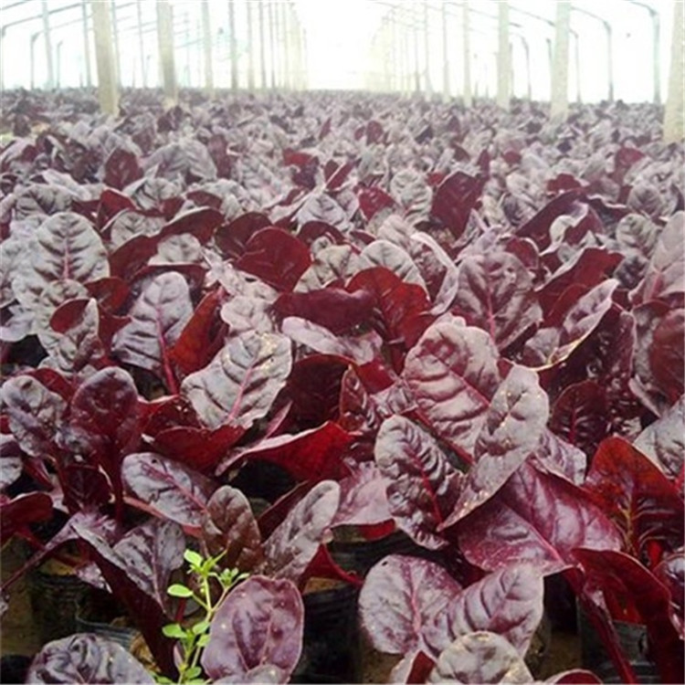 宿根草花种植  红叶甜菜供应商  红叶甜菜培育基地