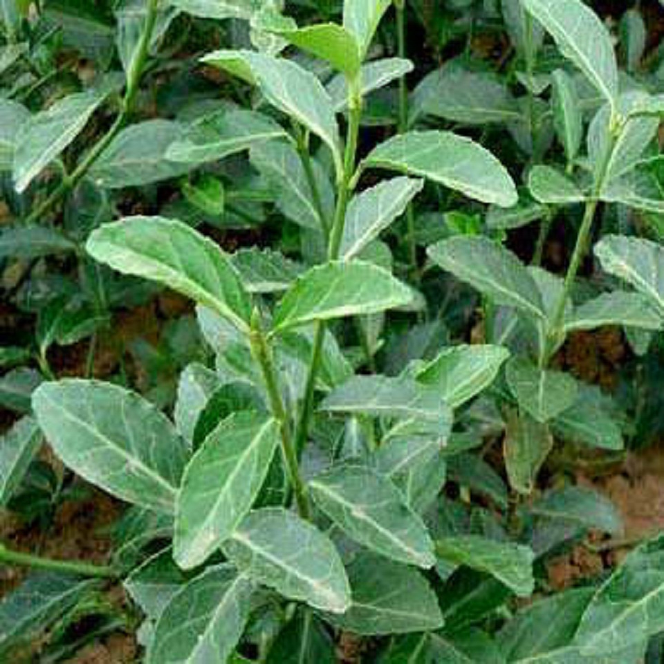 直销大叶扶芳藤 大叶扶芳藤绿化苗批发  大叶扶芳藤爬藤植物