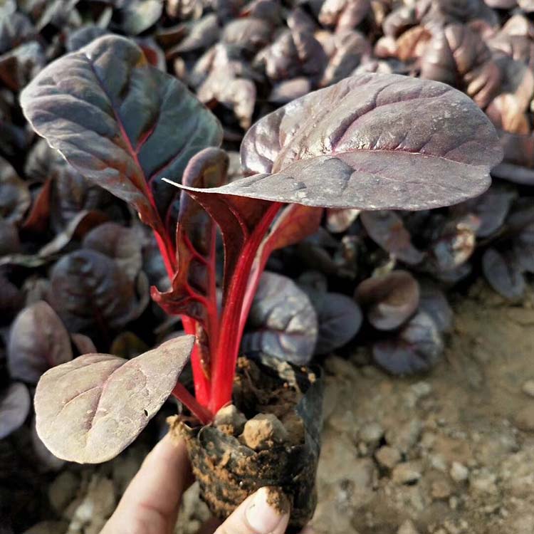 大量出售红叶甜菜  红叶甜菜批发  红叶甜菜种植基地