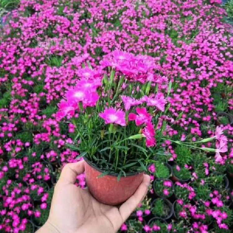 常夏石竹供应  常夏石竹种植基地  价格优惠