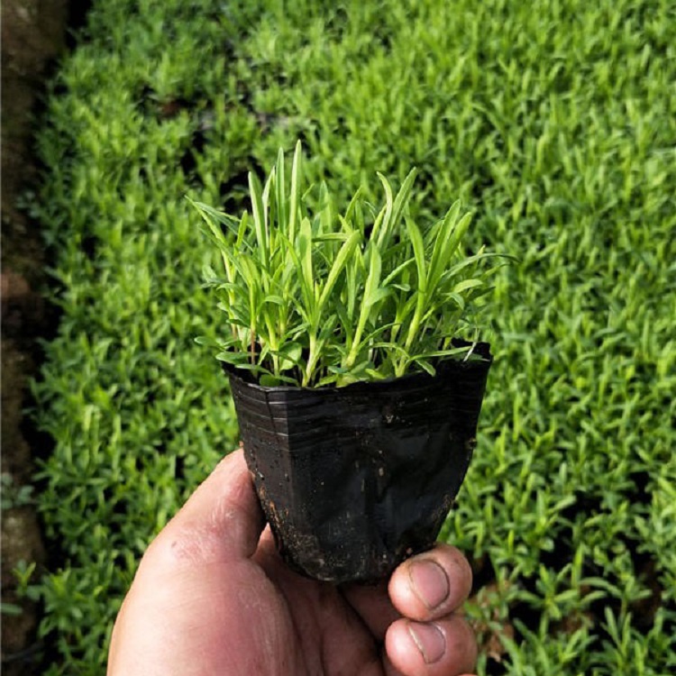 价格优惠  常夏石竹小苗  浅色系草花，可用于花海打造