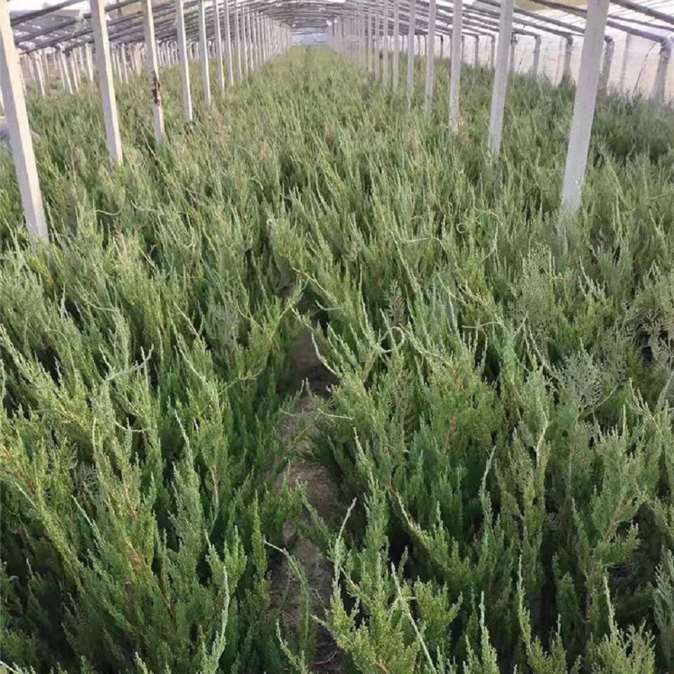 常绿苗木小龙柏   龙柏树苗   基地大量供应