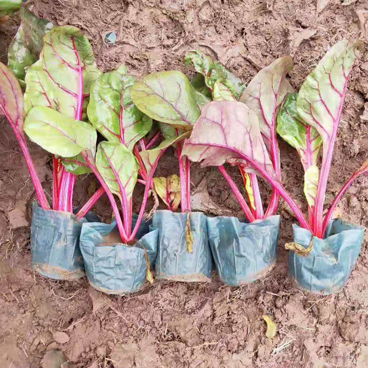 山东红叶甜菜基地直发  红叶甜菜批发  红叶甜菜种植基地
