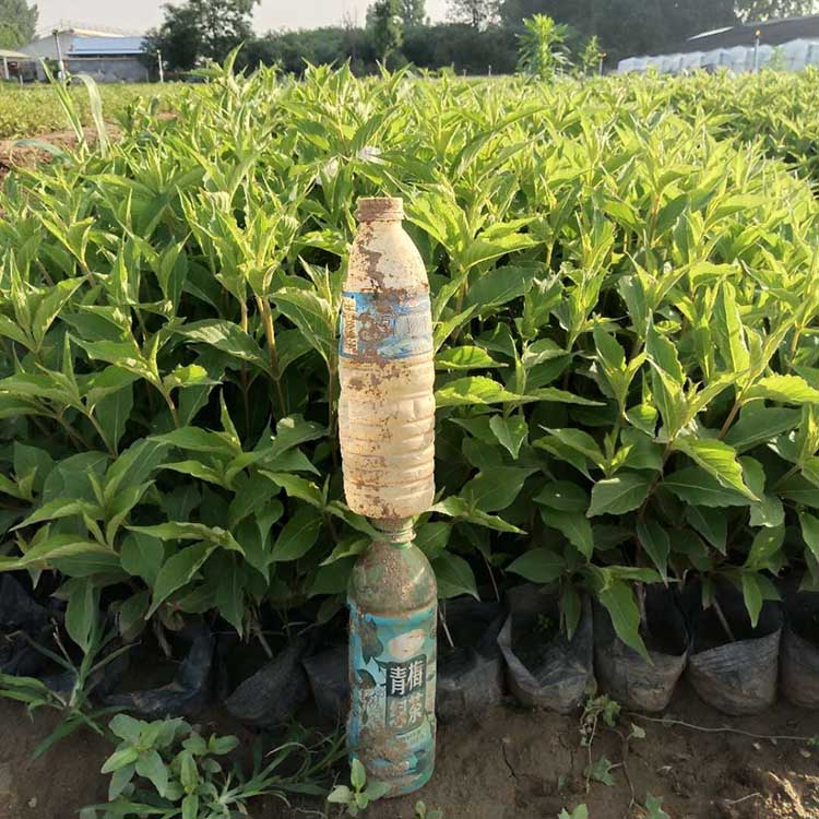 茂刚花卉长期供应红王子锦带  红王子锦带批发