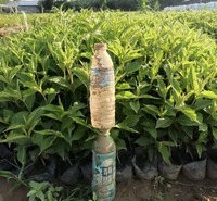 茂刚花卉长期供应红王子锦带  红王子锦带批发