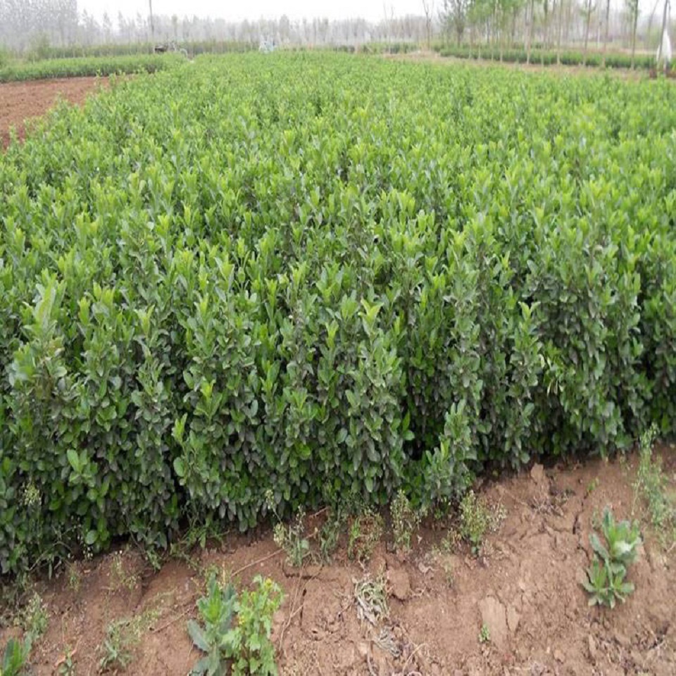 大量出售大叶扶芳藤 卫矛供应商  园林绿化用大叶扶芳藤