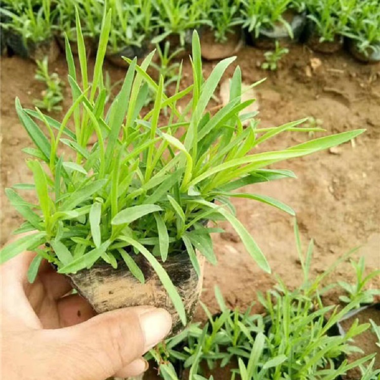 四季草花  常夏石竹盆栽  浅色系草花，可用于花海打造