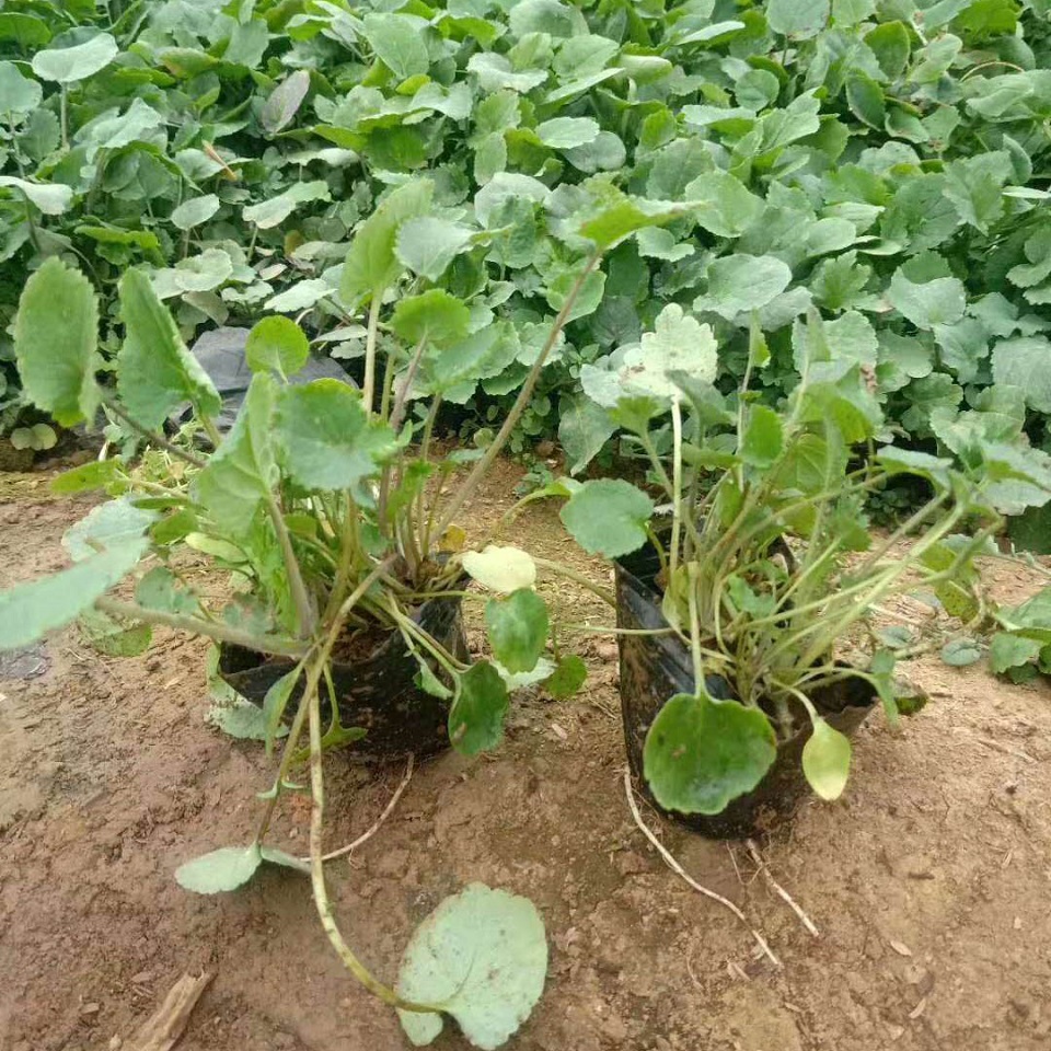 国庆摆租花卉  二月兰批发  二月兰种植基地