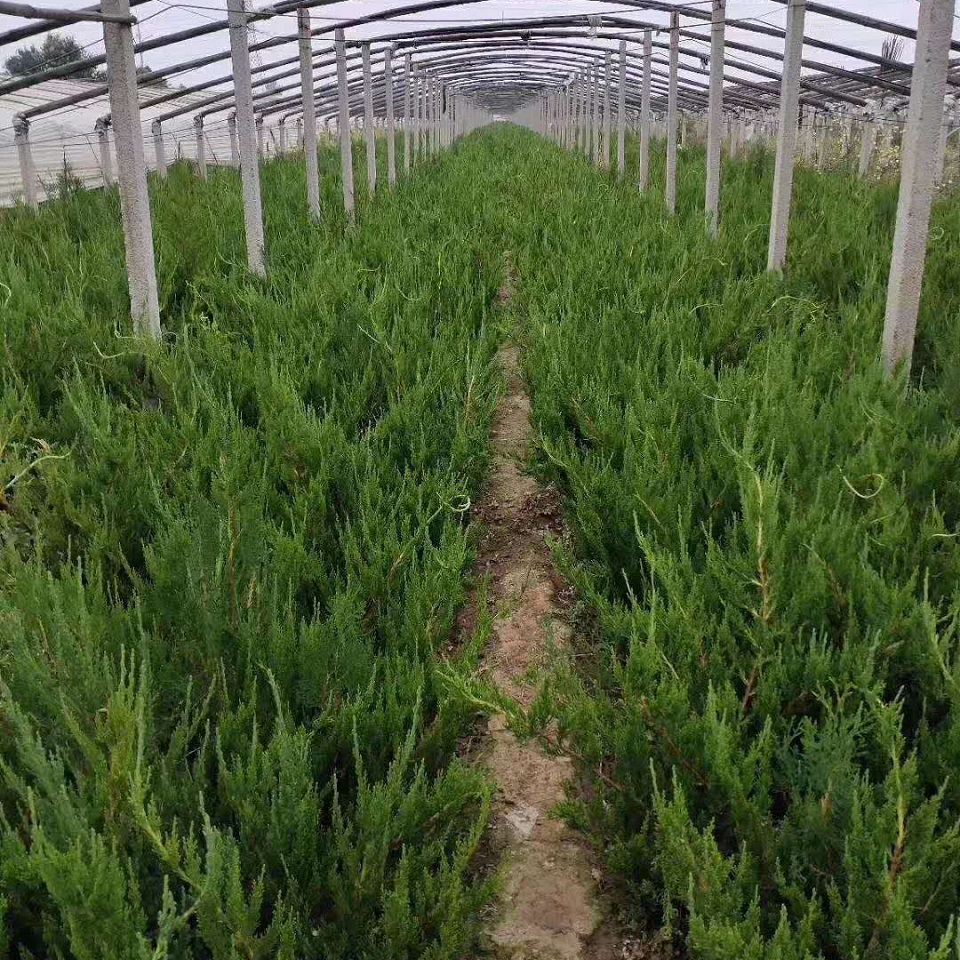 四季常青龙柏树苗   龙柏树苗   基地大量供应