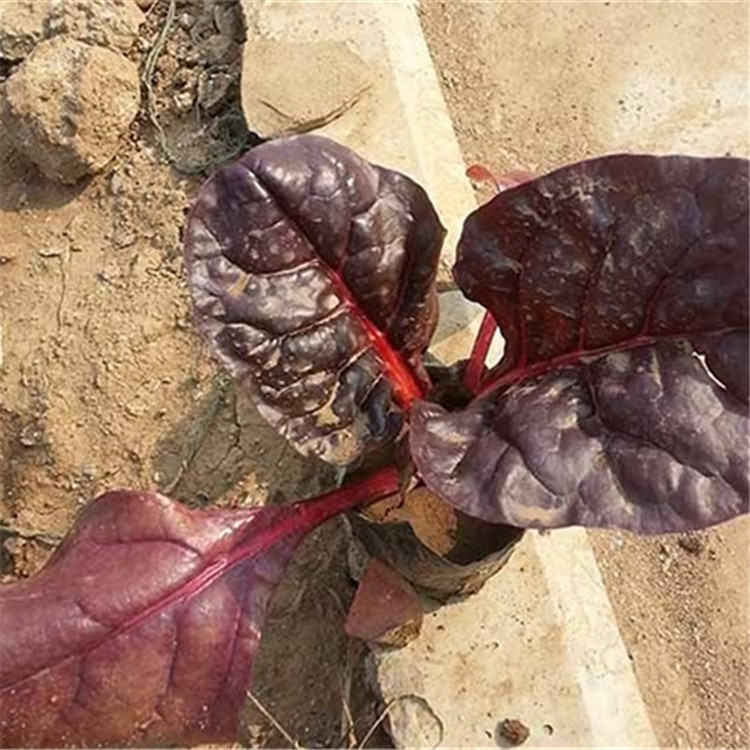 大量出售红叶甜菜  红叶甜菜价格  红叶甜菜培育基地