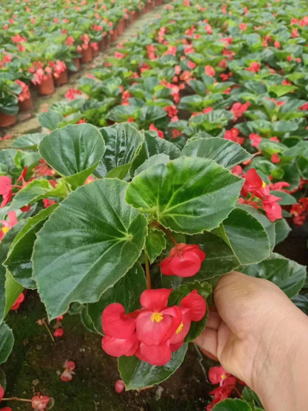 大花海棠价格  大花海棠种植基地 绿化植物