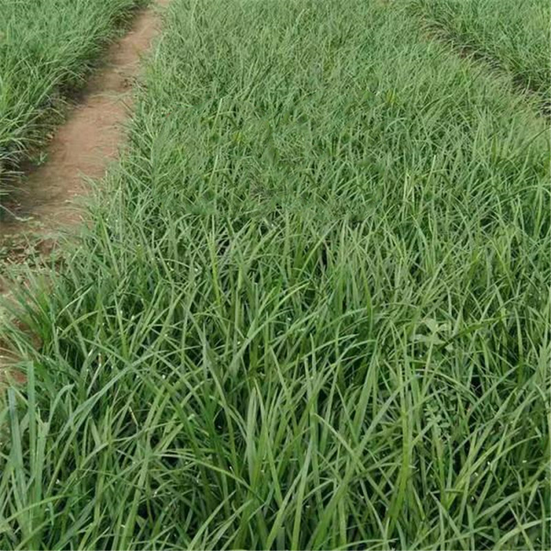 麦冬草价格 草花批发价格 地被植物麦冬草