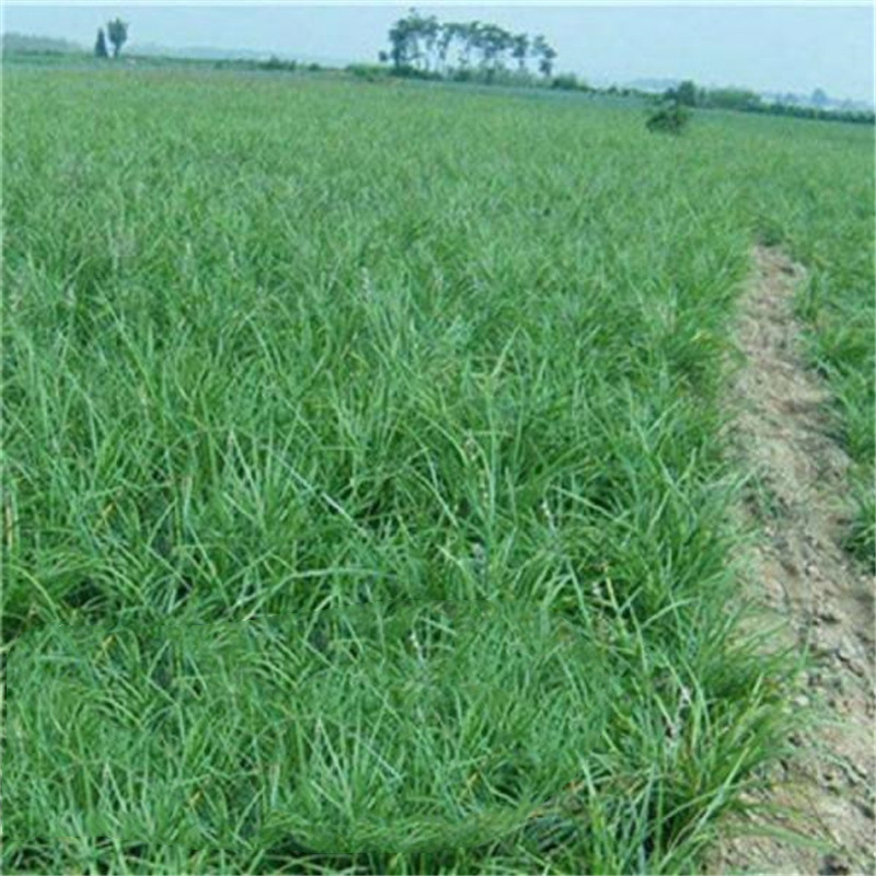 采购基地 麦冬草杯苗 草花批发价格 麦冬草批发