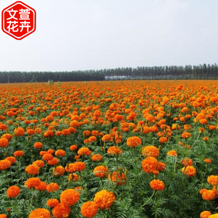 大量批发 草花 草花价格