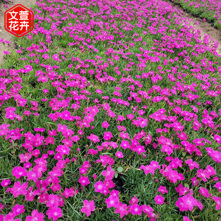 欧石竹小苗报价 价格从优 青州欧石竹小苗