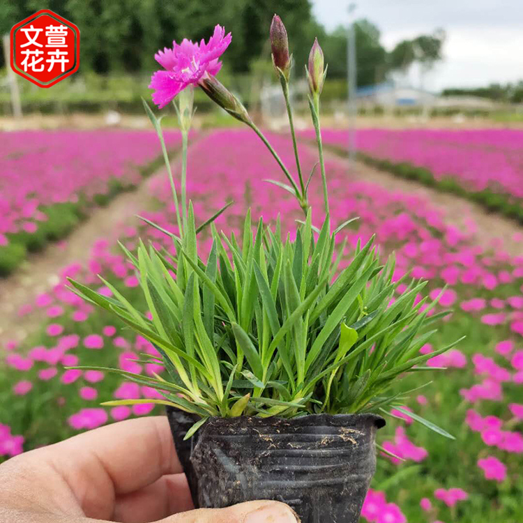 欧石竹小皮碗报价 欧石竹花海 青州欧石竹小皮碗