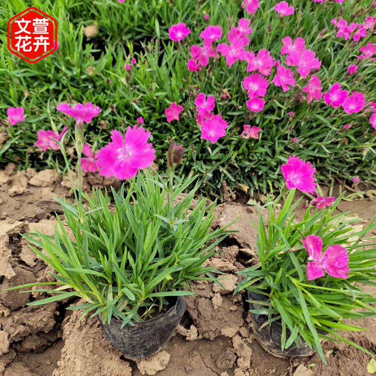 物美价廉 欧石竹 欧石竹供应商
