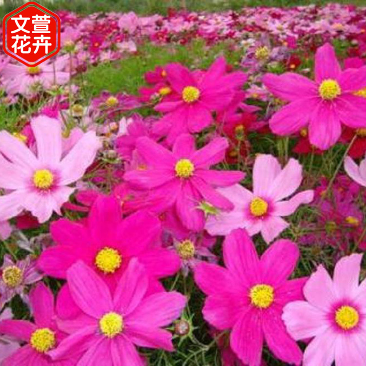 波斯菊基地 自产自销 山东波斯菊
