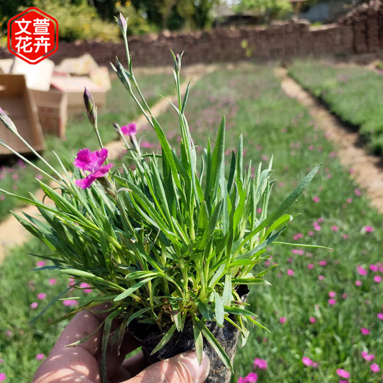 欧石竹杯苗报价 物美价廉 山东欧石竹杯苗