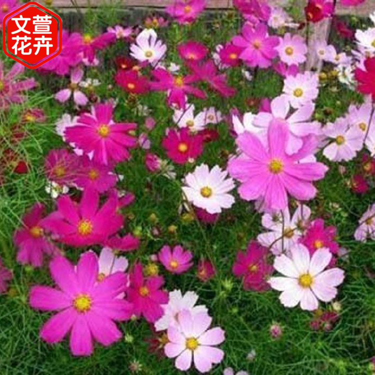 波斯菊价格 量大优惠 青州波斯菊苗