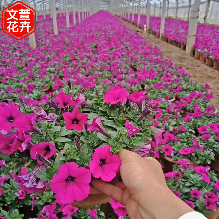 欢迎选购 矮牵牛 山东草花 矮牵牛报价