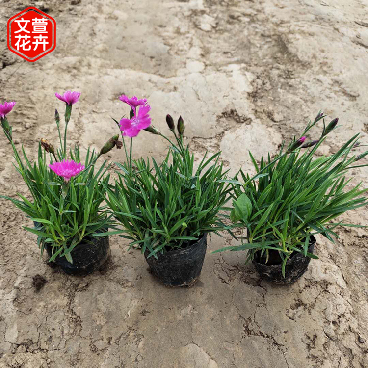 欧石竹杯苗报价 花海用 山东欧石竹杯苗