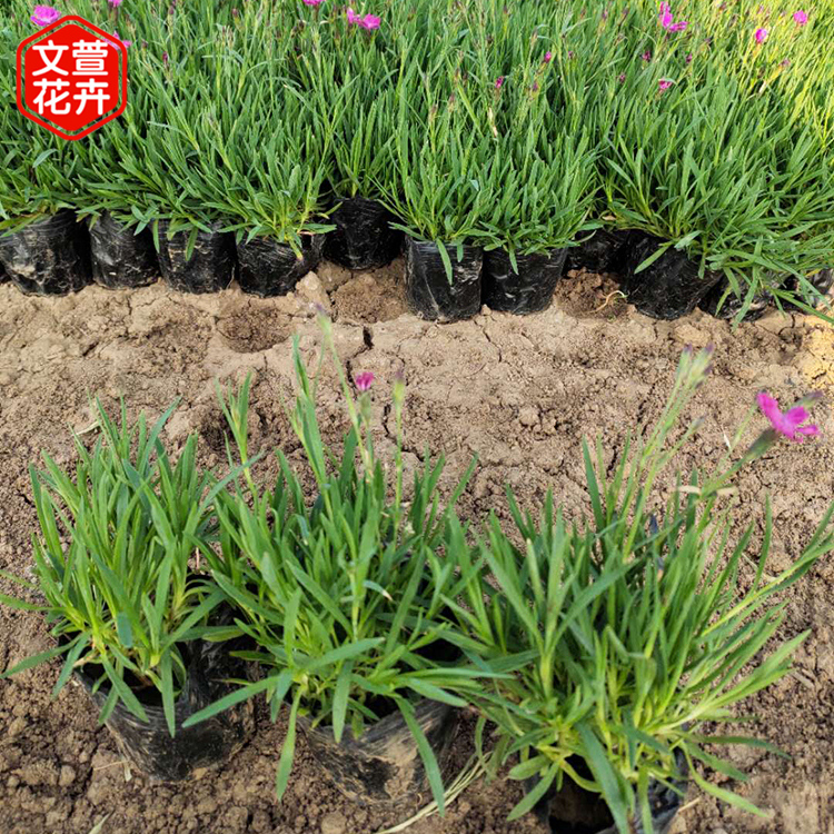 欧石竹小苗 山东欧石竹小苗 花海用