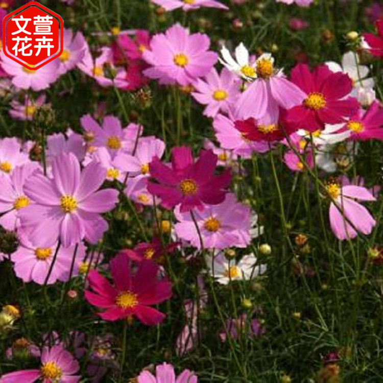 波斯菊种植基地 文萱花卉 青州波斯菊苗