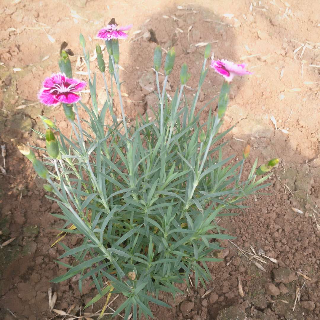 绿植盆栽欧石竹  欧石竹花海  欧石竹种植基地
