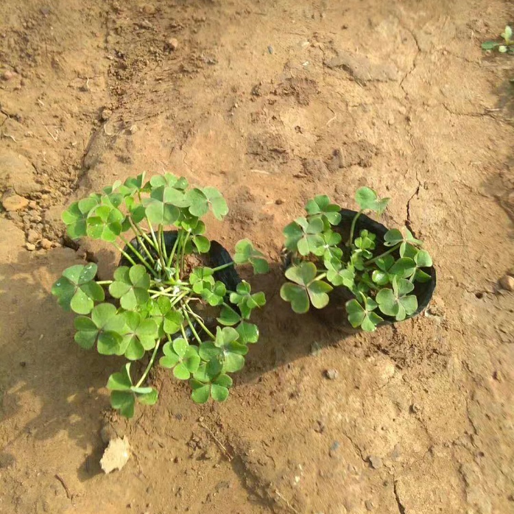 山东花卉基地  醡浆草花报价 量大从优