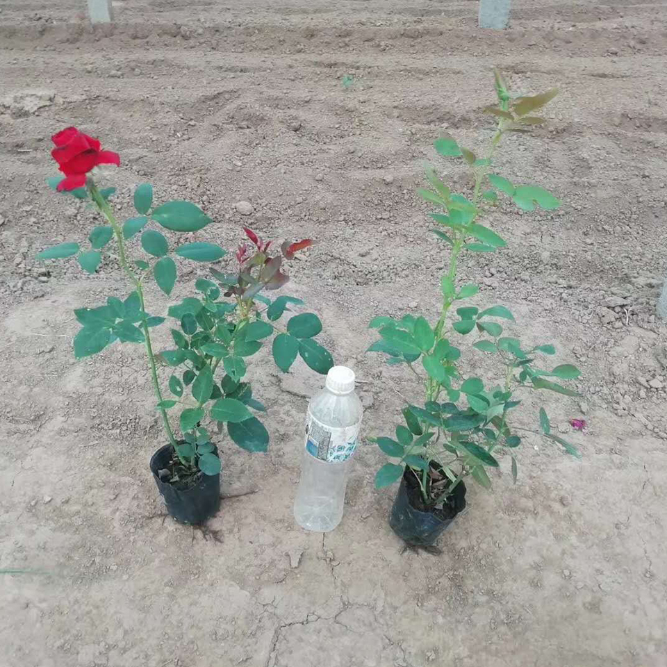 青州大花月季批发  月季花苗  大花月季春季行情