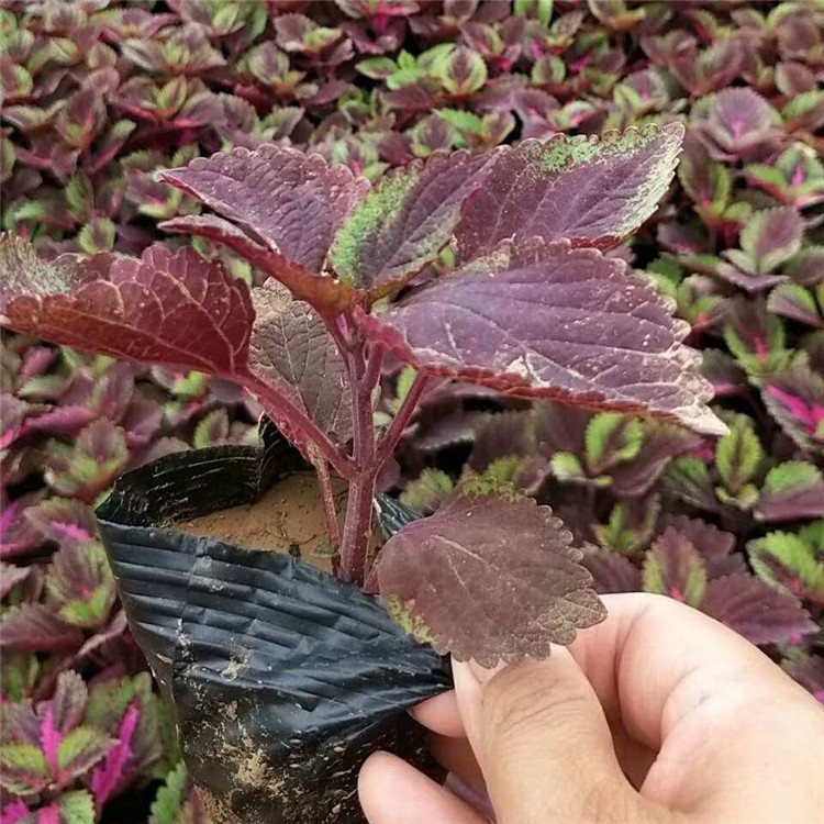 双色盆彩叶草报价  彩叶草价格  火焰彩叶草种植基地