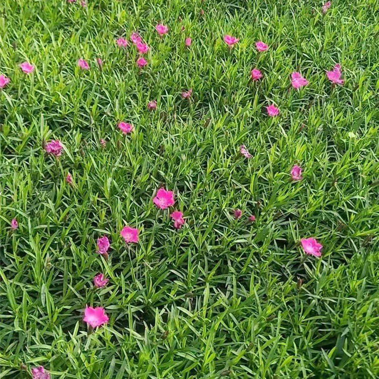 绿植盆栽欧石竹  欧石竹小苗  山东欧石竹供应商