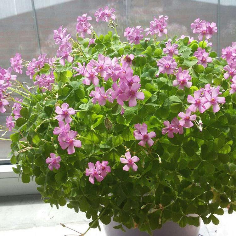 欣彤花卉  炸酱草培育基地 价格优惠