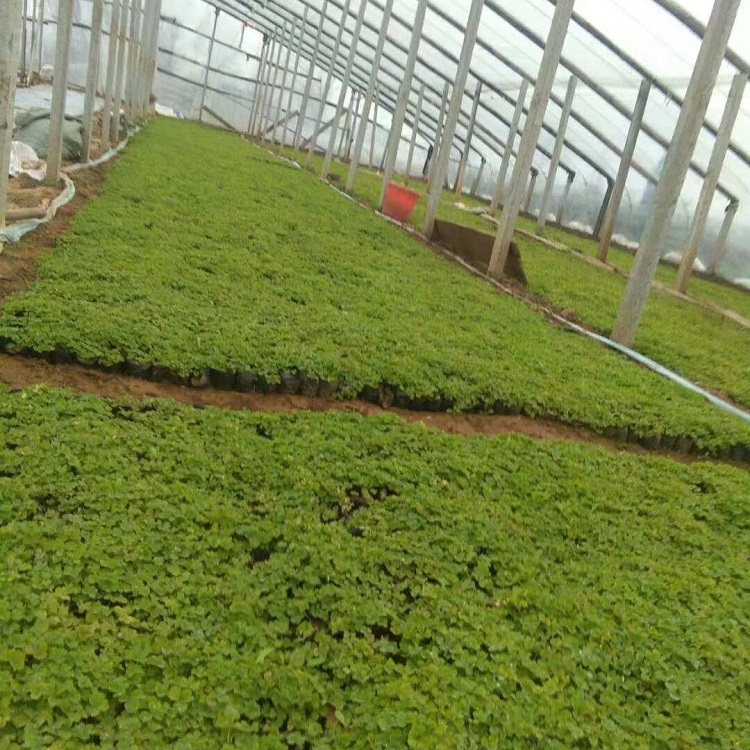 山东花卉基地  炸酱草行情 长期供应
