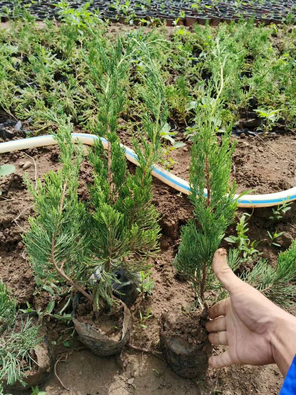 四季常青龙柏树苗  龙柏树苗   长势好
